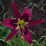 Star Blaster Daylily